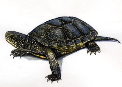 Purva bruņurupucis