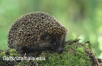 Ezis