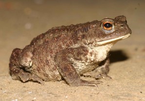 Parastais krupis