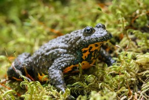 Sarkanvēdera ugunskrupis