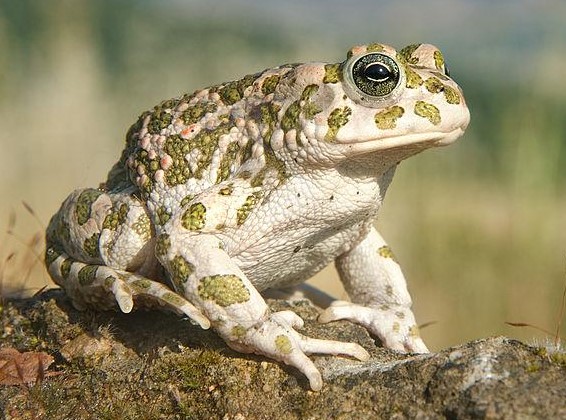 Zaļais krupis