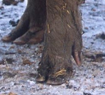 mežacūkas kāja