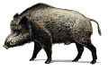 mežacūka