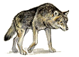 vilks