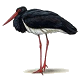 melnais stārķis