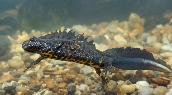 Kurmis