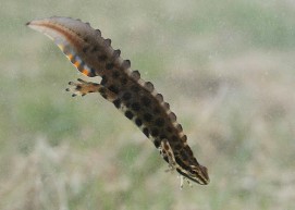 Mazais tritons
