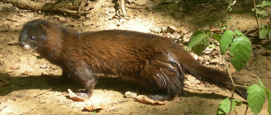 Ūdele