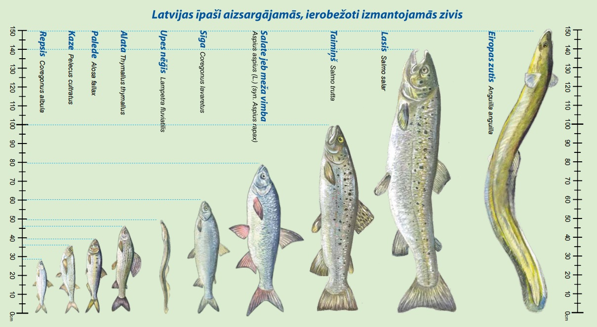 Plakāts aizsargājamās zivis