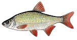 rudulis